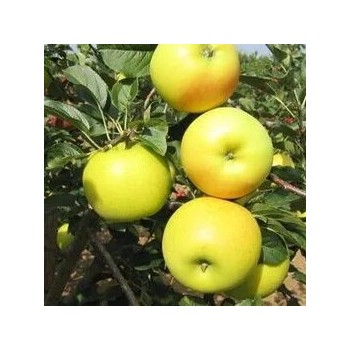 Obelis, žieminė ,,Bohemia Gold,, /malus domestica/