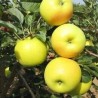 Ābele, ziemas ,,Bohemia Gold,, /malus domestica/