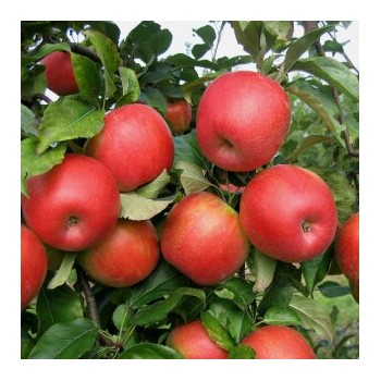 Obelis, žieminė ,,Honeycrisp,, /malus domestica/