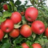 Ābele, ziemas ,,Honeycrisp,, /malus domestica/