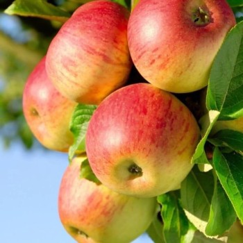Ziemas ābele ,,Honeycrisp,,...