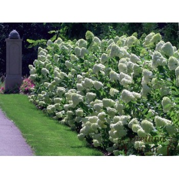 Skarainā hortenzija ,,Limelight,, /Hydrangea paniculata/ - C5 kont.