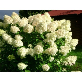 Skarainā hortenzija ,,Limelight,, /Hydrangea paniculata/ - C5 kont.