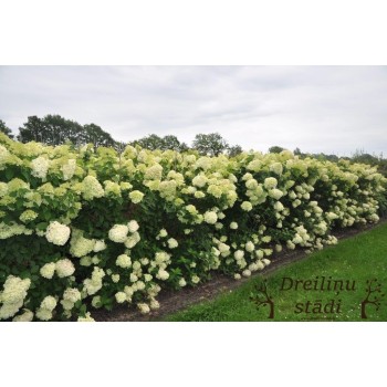 Skarainā hortenzija ,,Limelight,, /Hydrangea paniculata/ - C5 kont.