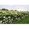 Skarainā hortenzija ,,Limelight,, /Hydrangea paniculata/ - C5 kont.