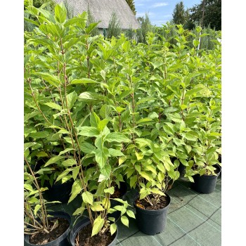 Skarainā hortenzija ,,Limelight,, /Hydrangea paniculata/ - C5 kont.