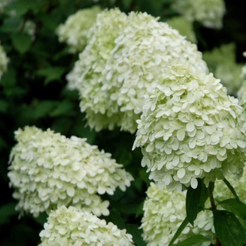 Skarainā hortenzija ,,Limelight,, /Hydrangea paniculata/ - C5 kont.