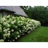 Skarainā hortenzija ,,Limelight,, /Hydrangea paniculata/ - C7,5 kont.