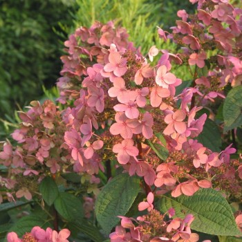 Skarainā hortenzija ,,Early Sensation,, /Hydrangea paniculata/ - C12 kont.