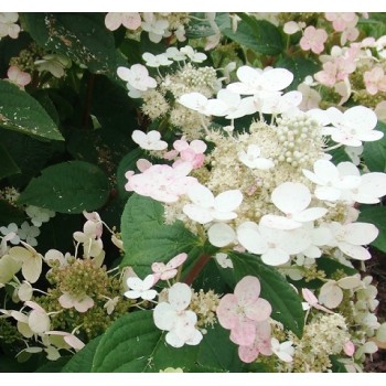 Skarainā hortenzija ,,Early Sensation,, /Hydrangea paniculata/ - C12 kont.
