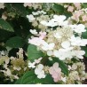 Skarainā hortenzija ,,Early Sensation,, /Hydrangea paniculata/ - C12 kont.