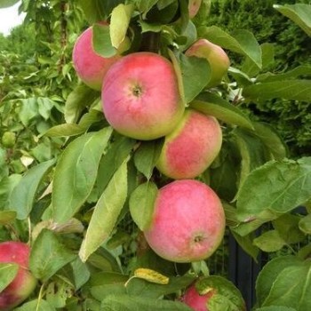 Kolonābele ,,Uldis,, /malus...