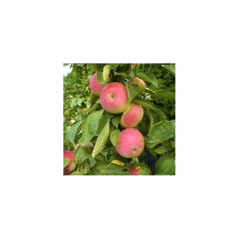 Obelis, koloninė ,,Uldis,, /malus domestica/ - 50-70cm