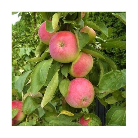 Ābele, kolonābele ,,Uldis,, /malus domestica/ - 50-70cm