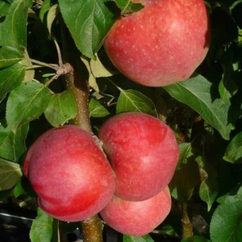 Obelis, koloninė ,,Baiba,, /malus domestica/ - 50-70cm