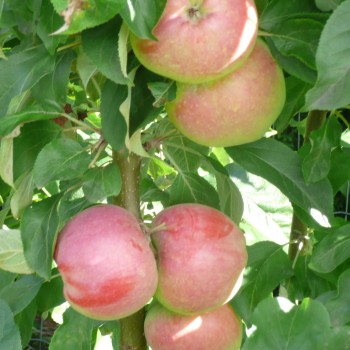 Kolonābele ,,Baiba,, /malus...
