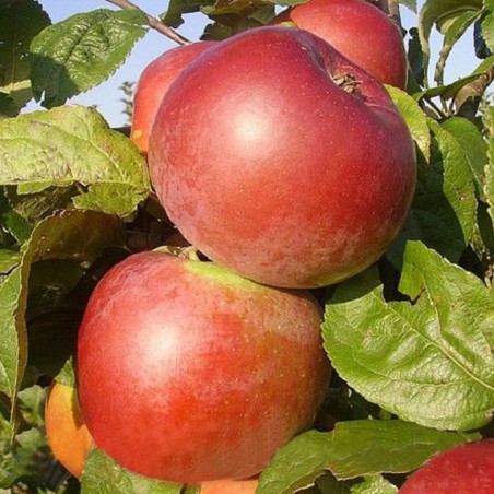 Obelis, koloninė ,,Ilze,, /malus domestica/ - 50-70cm