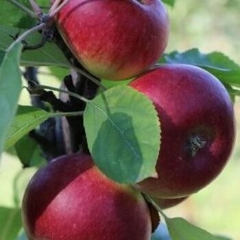 Obelis, koloninė ,,Mango,, /malus domestica/ - 50-70cm