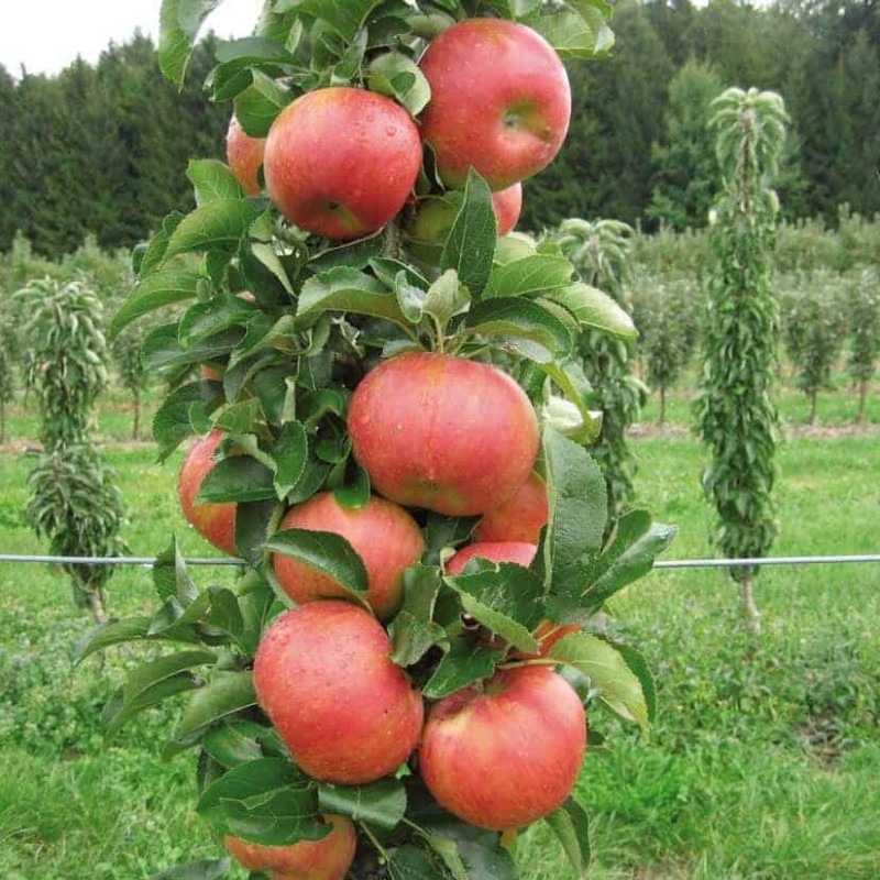 Obelis, koloninė ,,Mango,, /malus domestica/ - 50-70cm