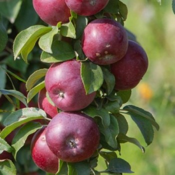 Kolonābele ,,Inese,, /malus...