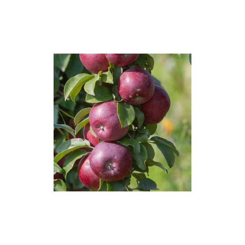 Obelis, koloninė ,,Inese,, /malus domestica/ - 50-70cm