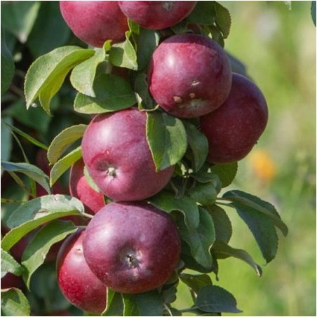 Obelis, koloninė ,,Inese,, /malus domestica/ - 50-70cm