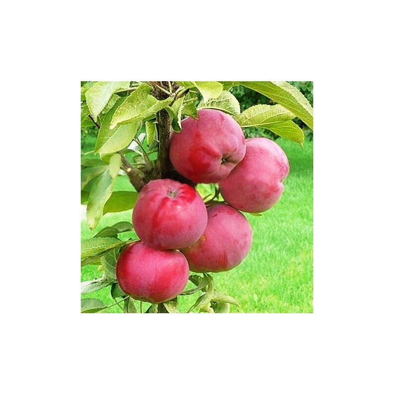 Obelis, koloninė ,,Dejavu,, /malus domestica/ - 50-70cm