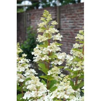 Skarainā hortenzija "Confetti" /hydrangea paniculata/ - C7,5 kont.