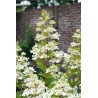 Skarainā hortenzija "Confetti" /hydrangea paniculata/ - C7,5 kont.