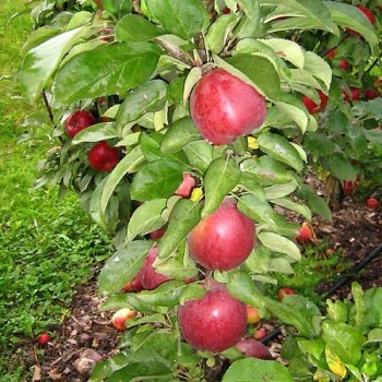 Kolonābele ,,Koral,, /malus...