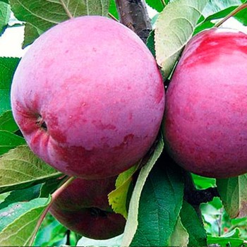 Obelis, koloninė  ,,Džin,, /malus domestica/ - 50-70cm