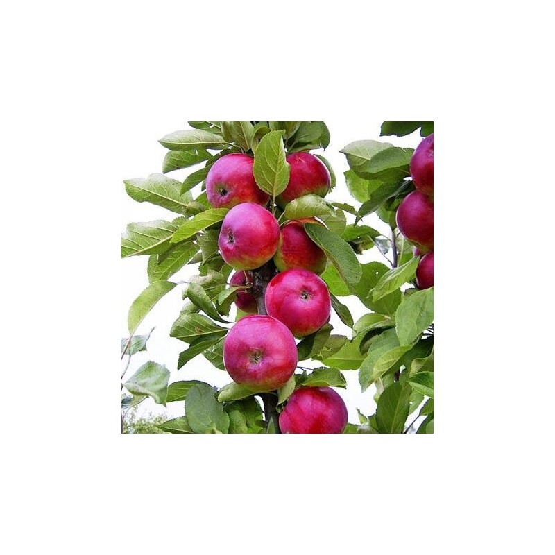 Obelis, koloninė  ,,Džin,, /malus domestica/ - 50-70cm