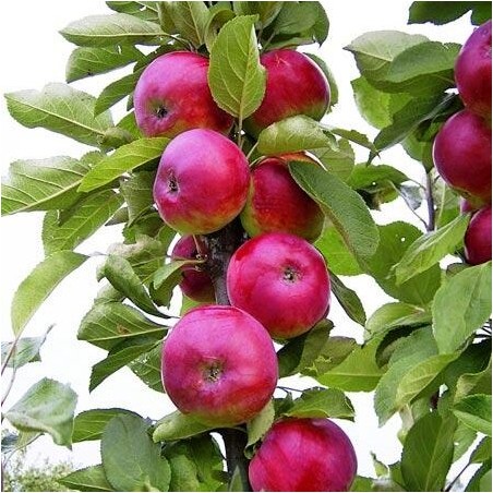 Obelis, koloninė  ,,Džin,, /malus domestica/ - 50-70cm