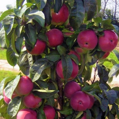 Kolonābele ,,Červonec,, /malus domestica/ - 50-70cm