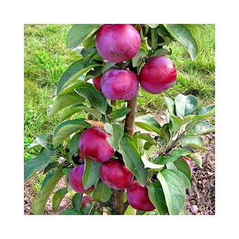 Kolonābele "Gatis" /malus domestica/ - 50-70cm