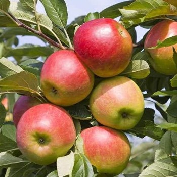 Kolonābele ,,Zane,, /malus...