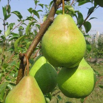 Vasaras bumbiere ,,Alka,,...