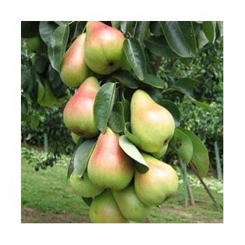 Bumbiere, pundurbumbiere, ,,Decora,, /pyrus/