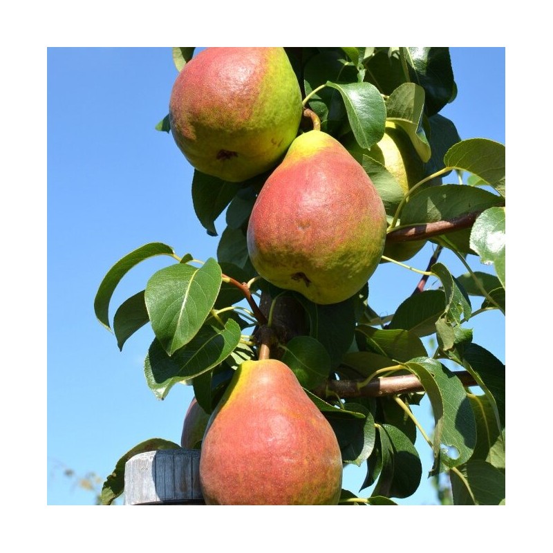 Bumbiere, pundurbumbiere, ,,Decora,, /pyrus/