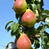 Bumbiere, pundurbumbiere, ,,Decora,, /pyrus/
