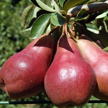 Rudens bumbiere ,,Red...