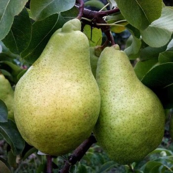 Rudens bumbiere ,,Ksena,,...