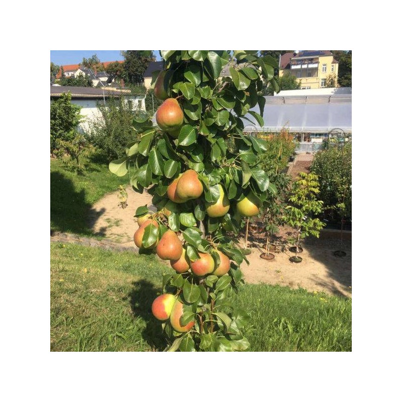 Bumbiere, ziemas "Obelisk" /pyrus/