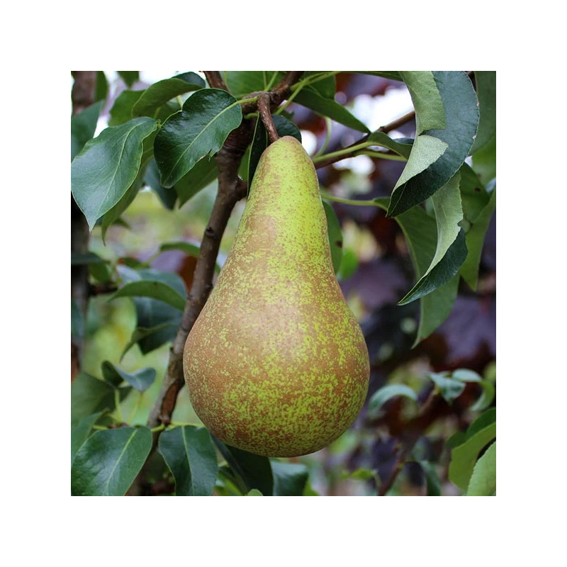 Bumbiere, ziemas ,,Concorde,, /pyrus/