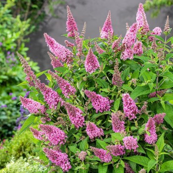 Dāvida budleja ,,Butterfly Candy Little Pink,, /Buddleja davidii/- P12 kont.