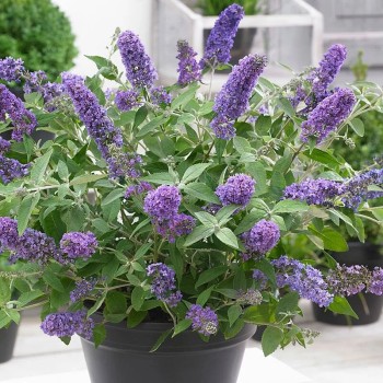 Dāvida budleja ,,Free Petite Blue Heaven,, /Buddleja davidii/- P12 kont.