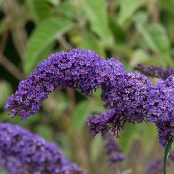 Dāvida budleja "Nanho Blue"/Buddleja davidii/ - P9 kont.