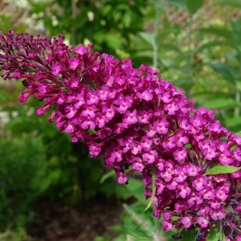 Dāvida Budleja ,,Sugar Plum,, /Buddleja davidii/- P9 kont.