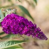 Budlėja, Dovydo  ,,Royal Red,,/Buddleja davidii/- P9 kont.