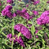 Budlėja, Dovydo  ,,Royal Red,,/Buddleja davidii/- P9 kont.